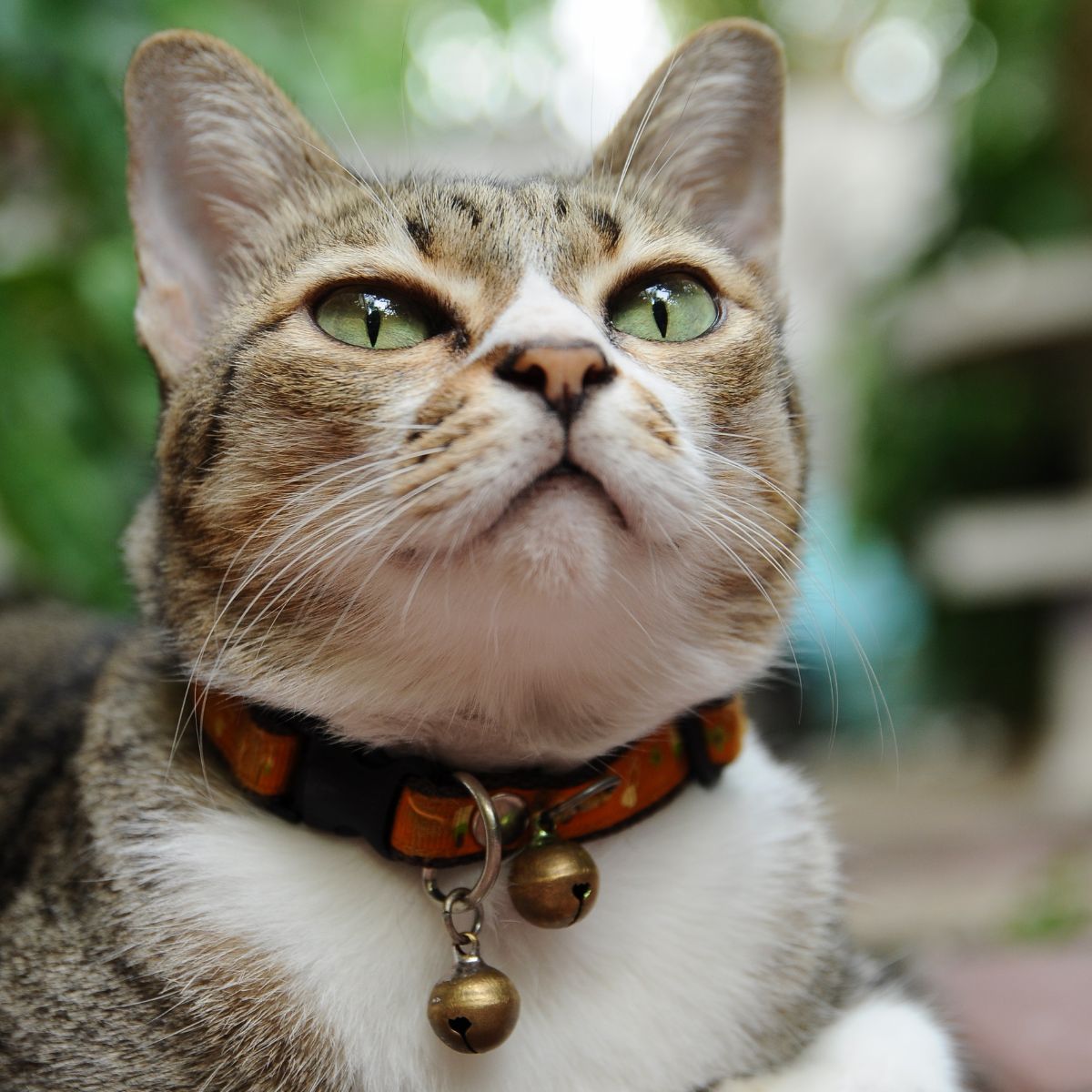 a cat with bells on its neck