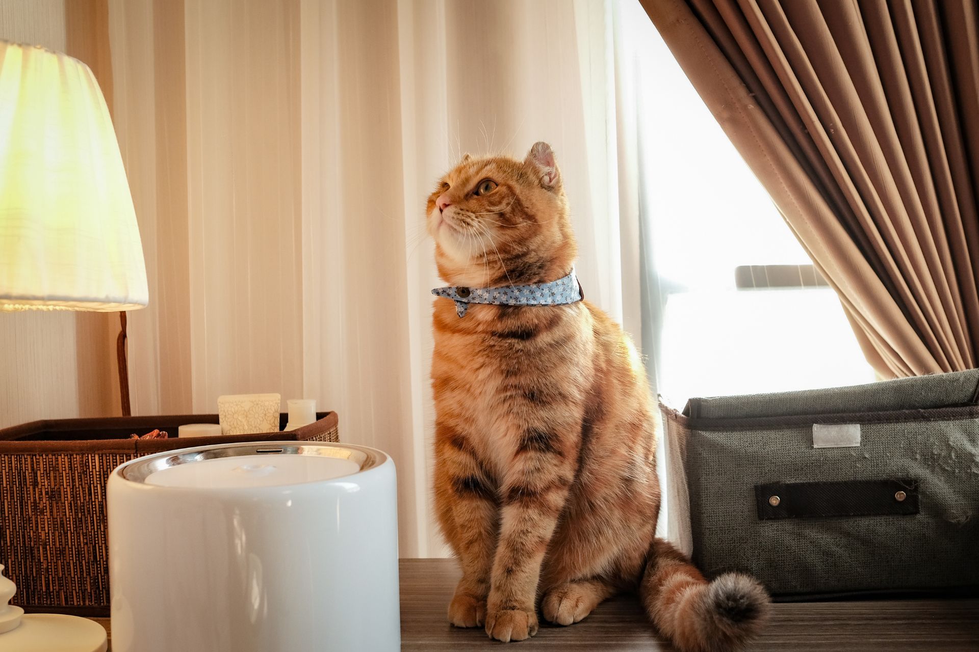 cat with collar on its neck sitting on a table