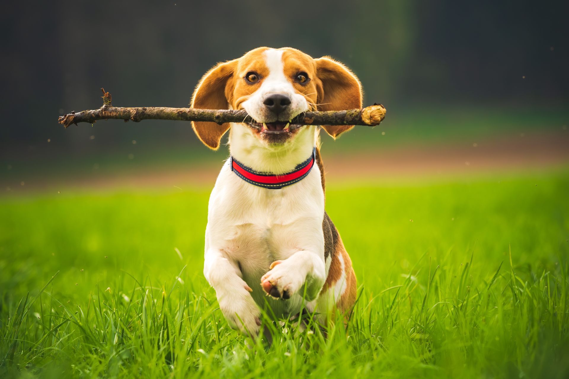 dog running with a stick in its mouth