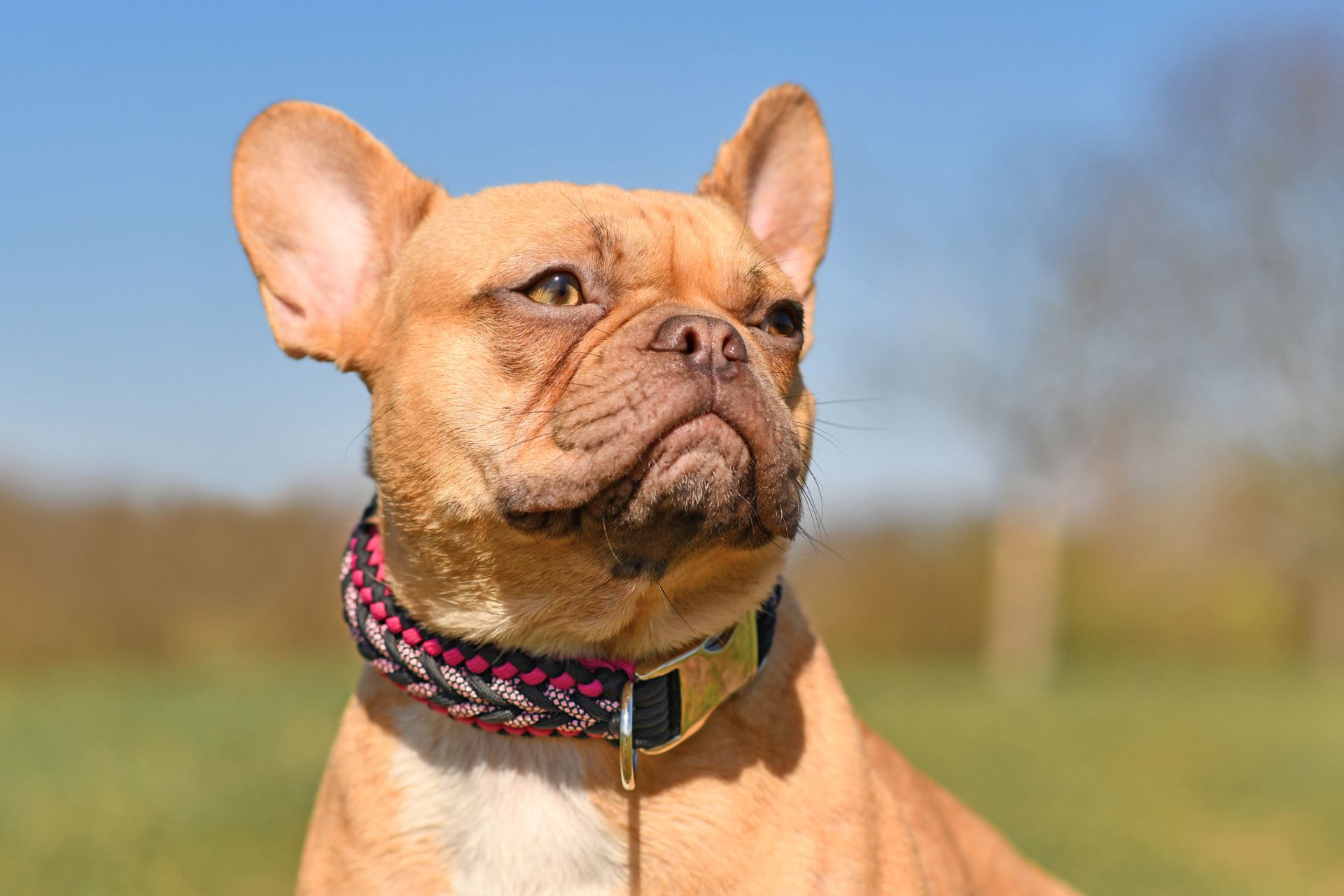 brown french bull dog with a collar