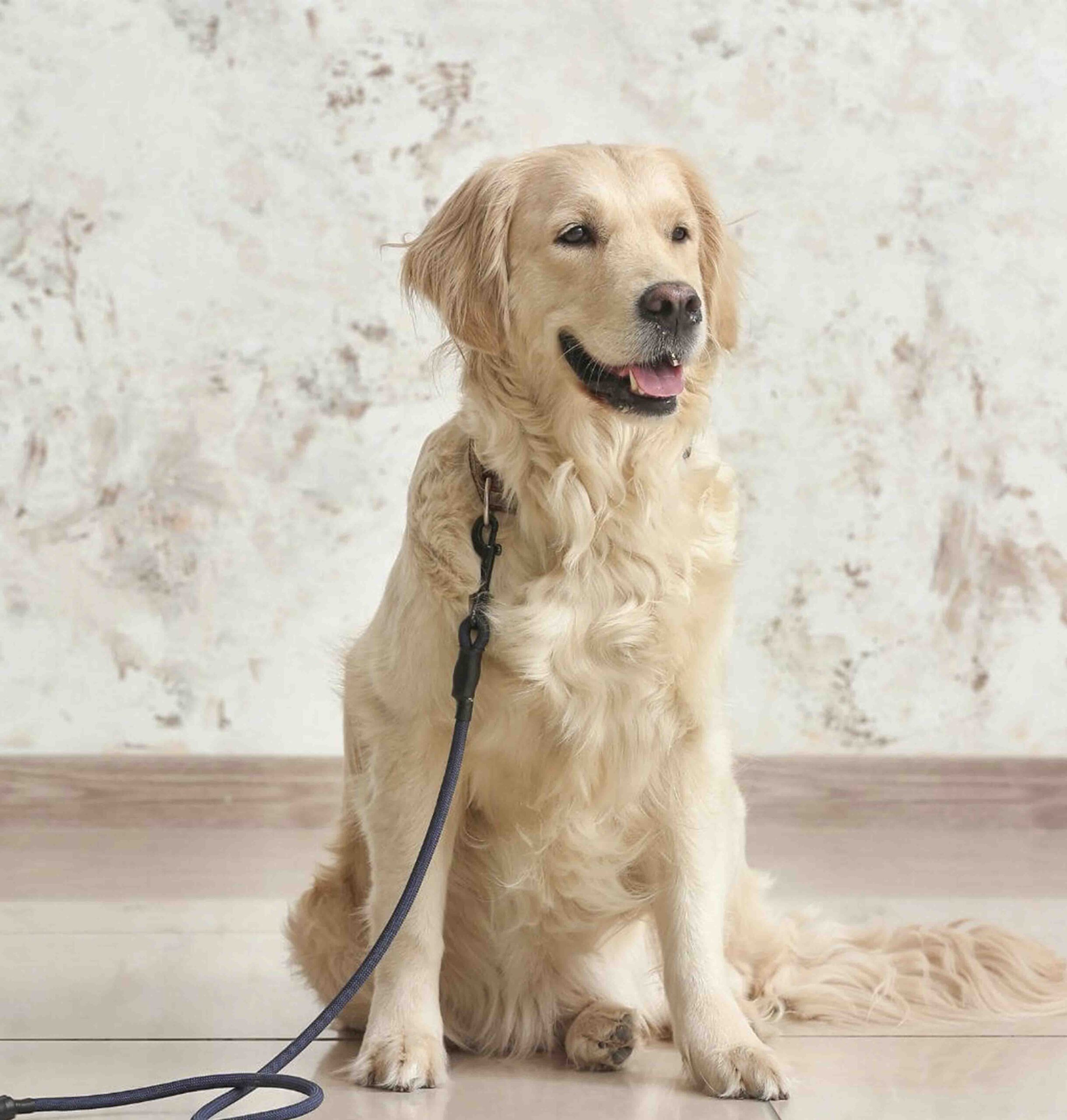 dog with leash sitting on wood floor
