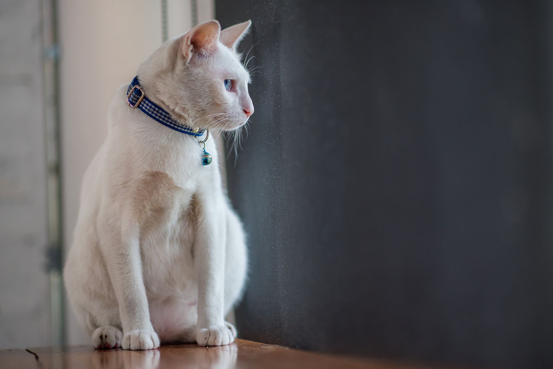white cat with collar sitting on the floor