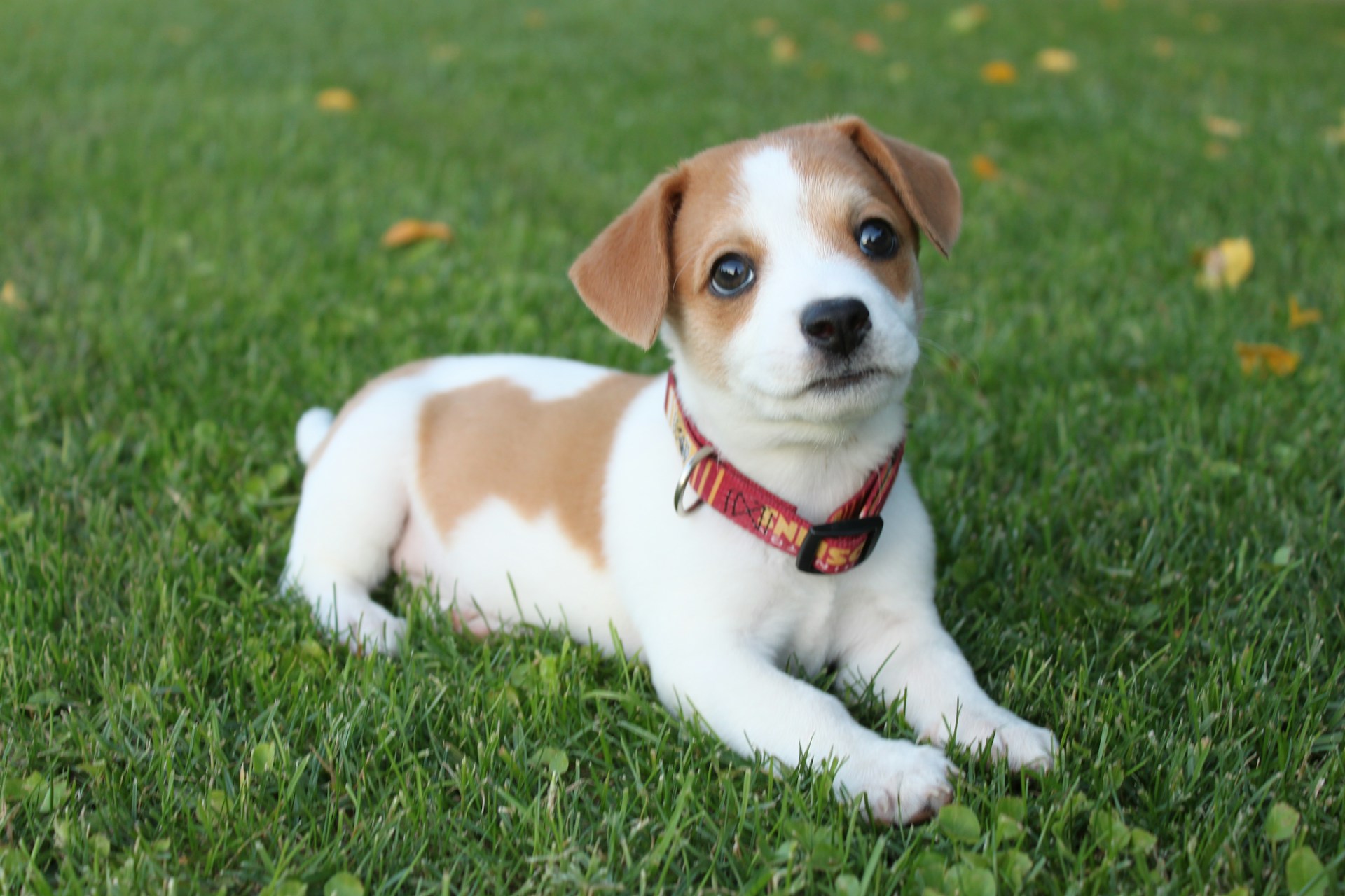 cute puppy sitting in the grass