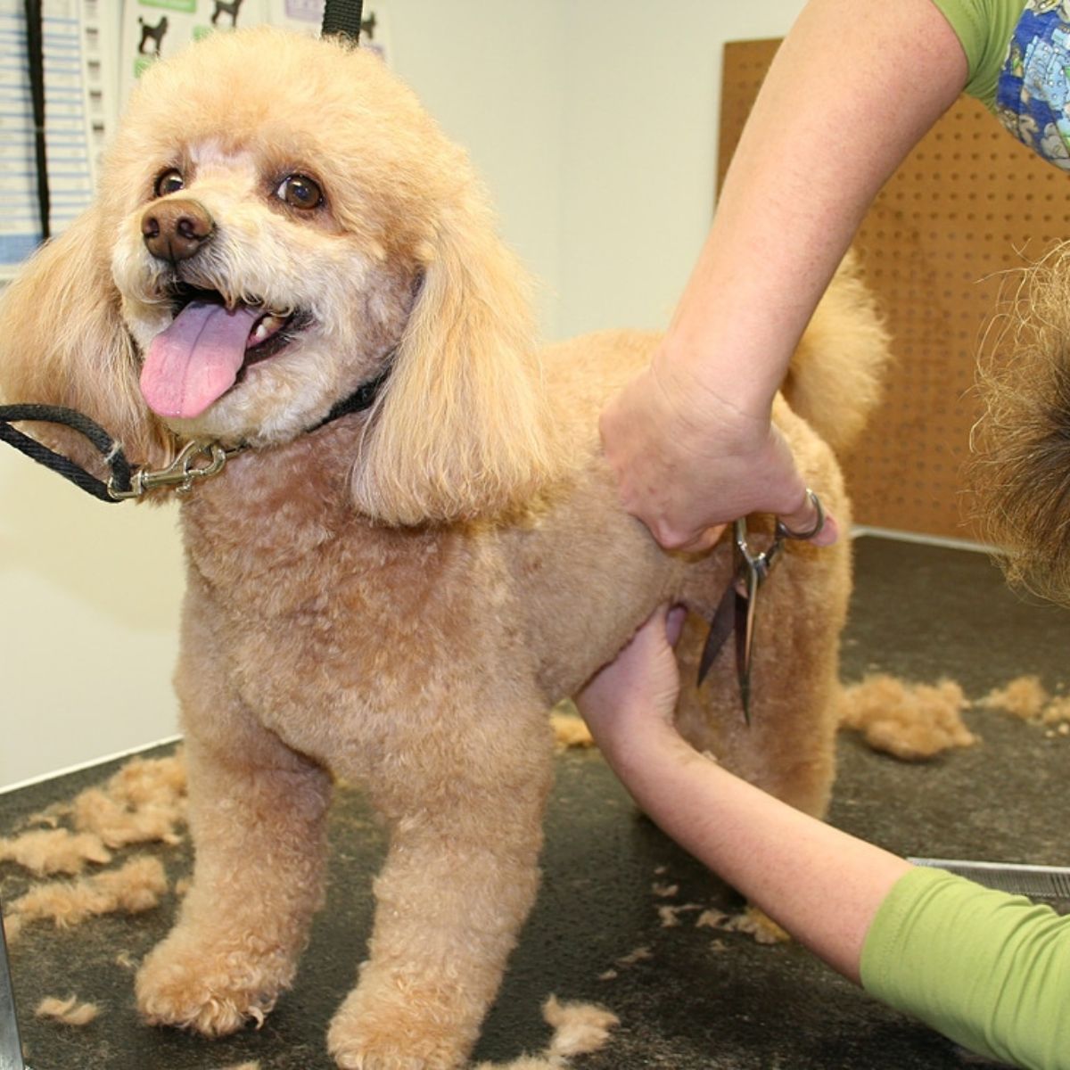 a dog getting hair cut