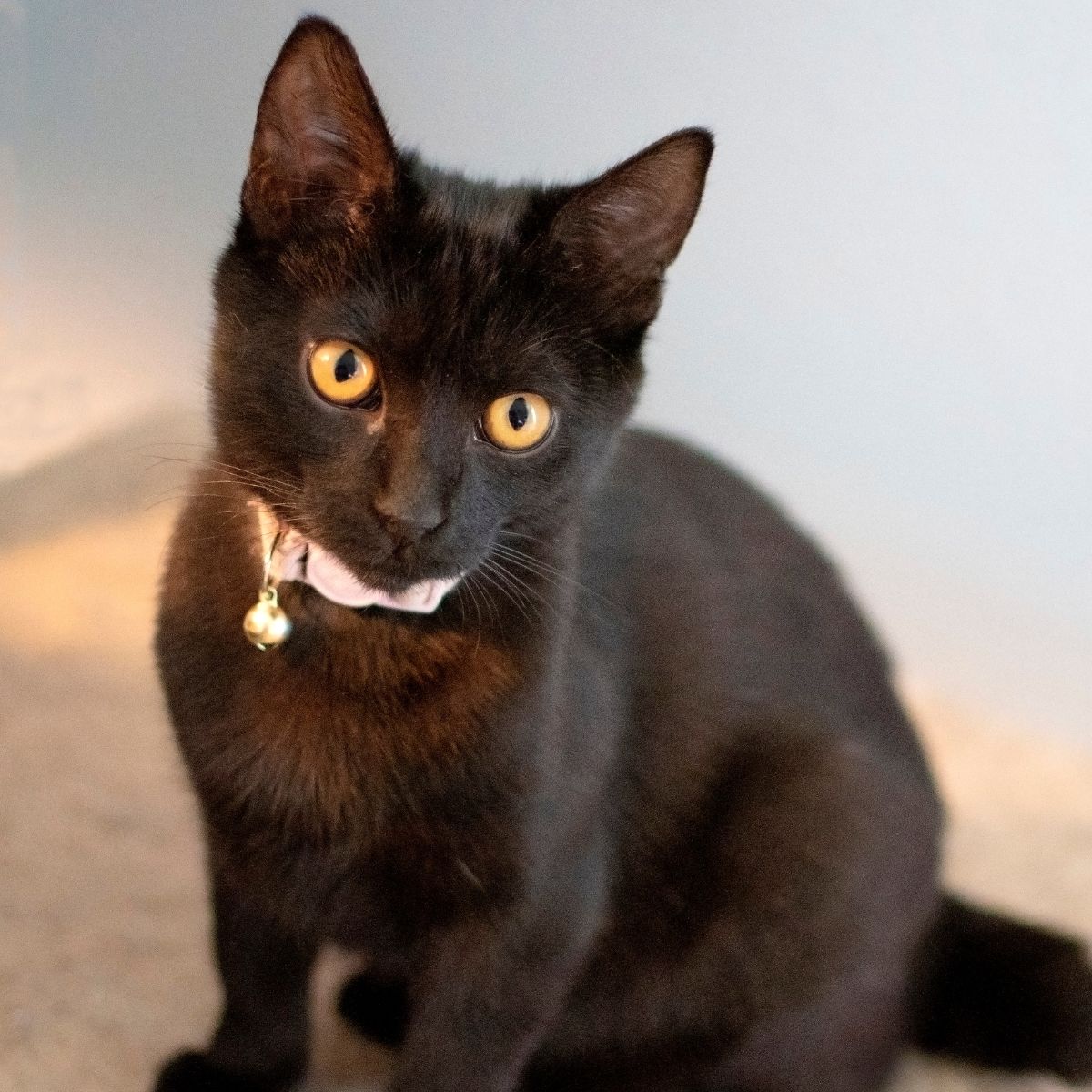 a black cat with bells on its neck
