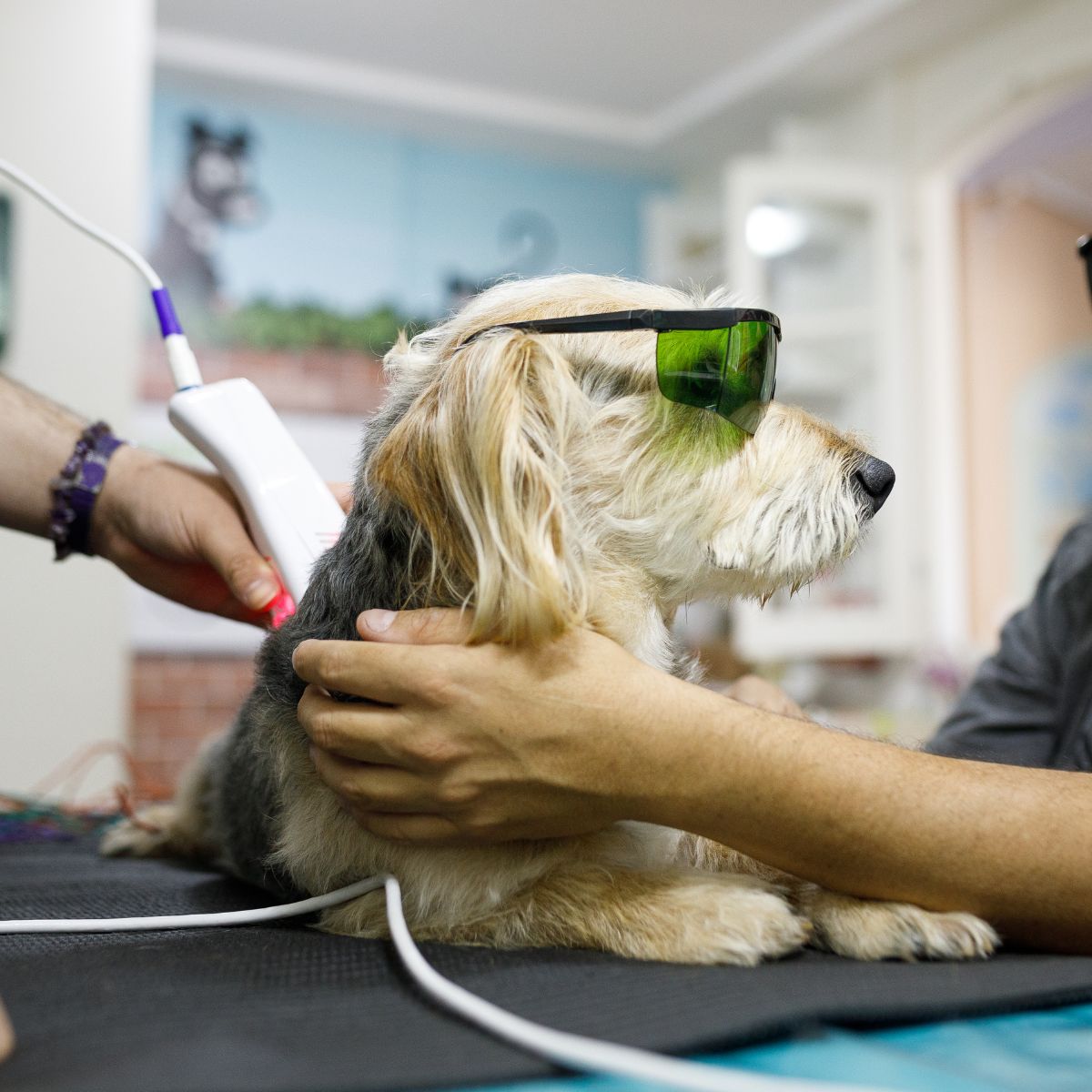 a dot getting cold laser therapy