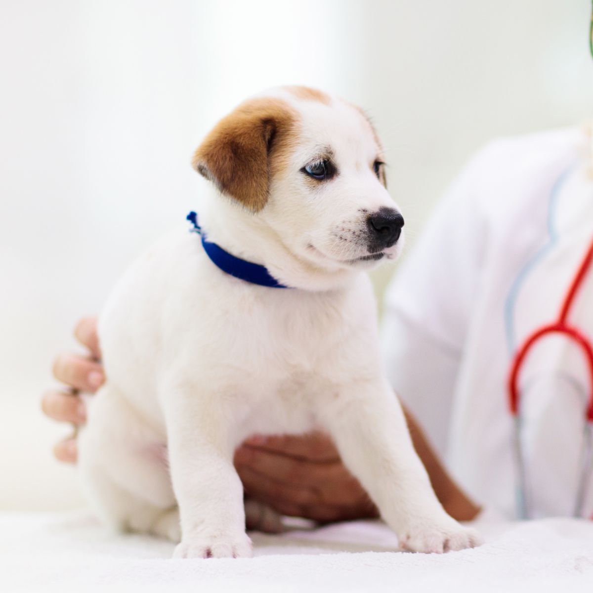 a vet examining a puppy