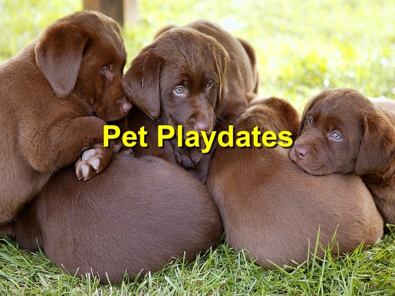 The Benefits of Pet Playdates for Your Animal’s Socialization