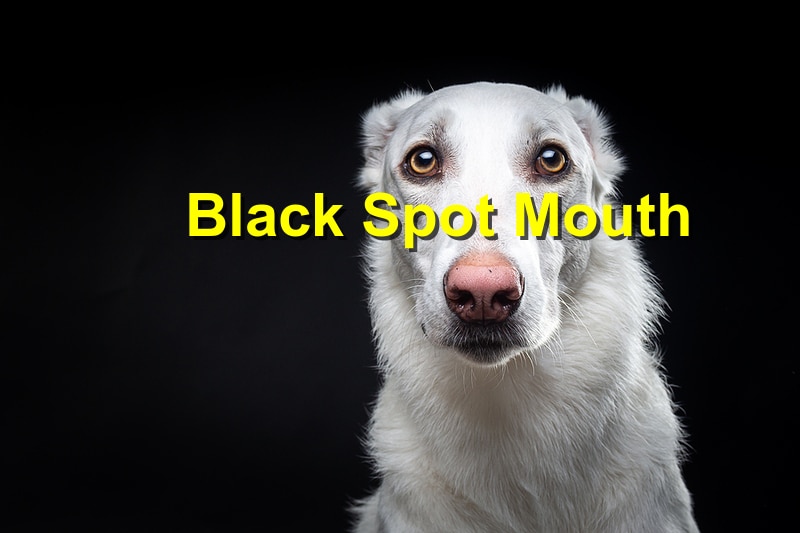 Black Spots in Your Dog’s Mouth – Crucial Things to Know