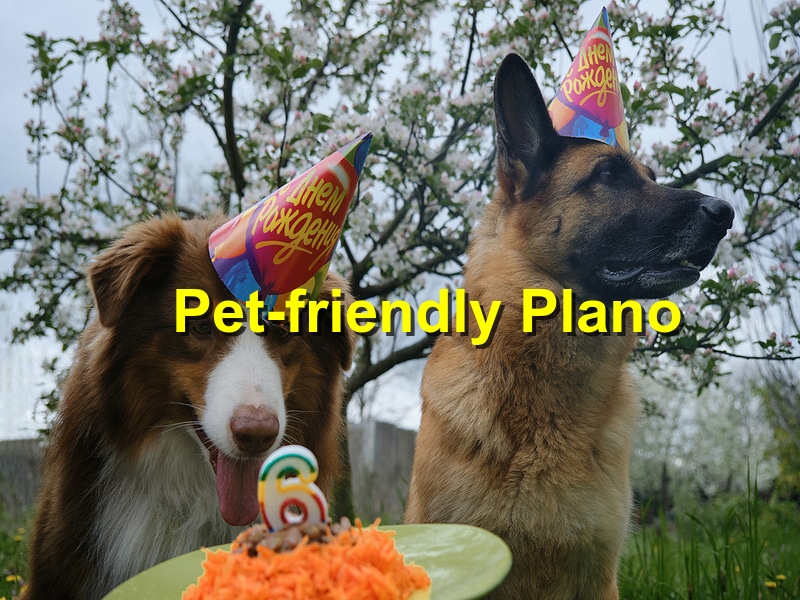 The Top Pet-Friendly Festivals in Plano