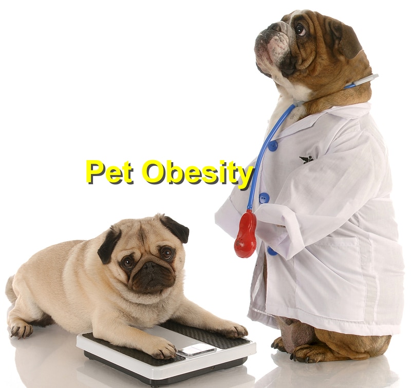 Preventing Pet Obesity: Tips for a Healthy Weight