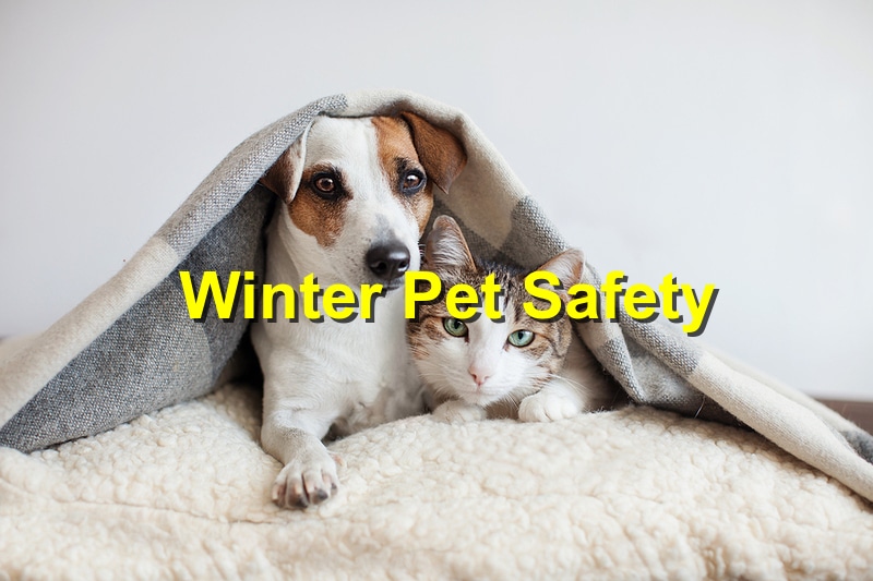 Winter Pet Safety: Tips for Keeping Your Furry Friends Safe in the Snow