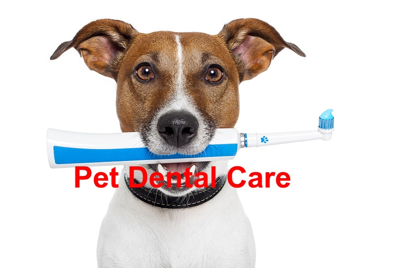 Dental Health Awareness Month: Caring for Your Pet’s Teeth