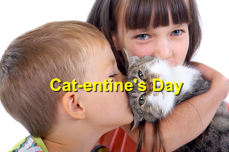 Cat-entine’s Day: Showing Love to Your Feline Friend