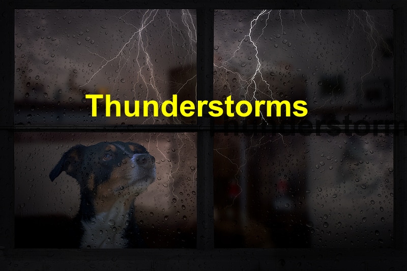 Helping Your Pet Through Fireworks and Thunderstorms
