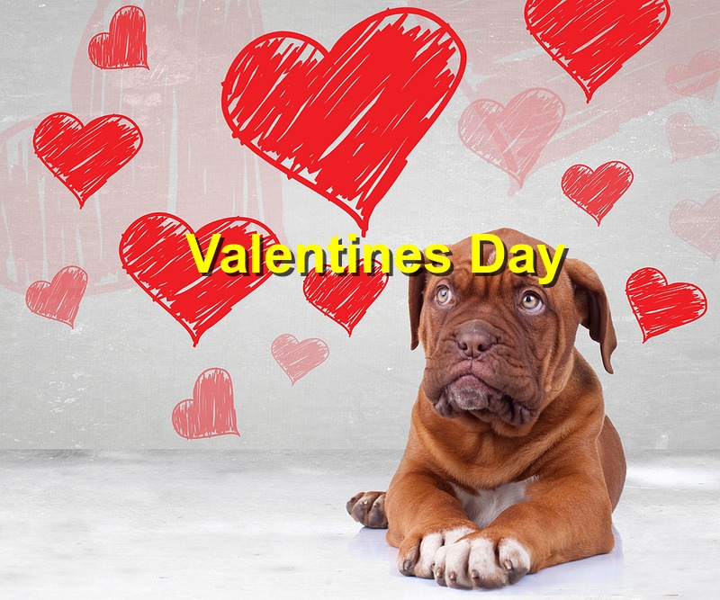 Puppy Love: Celebrating Valentine’s Day with Your Pup
