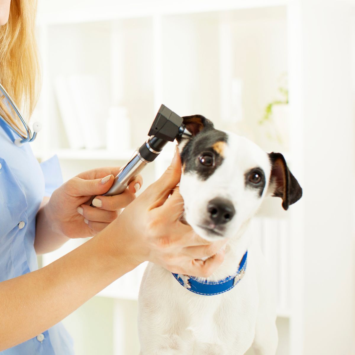 a vet examining a dog's ear