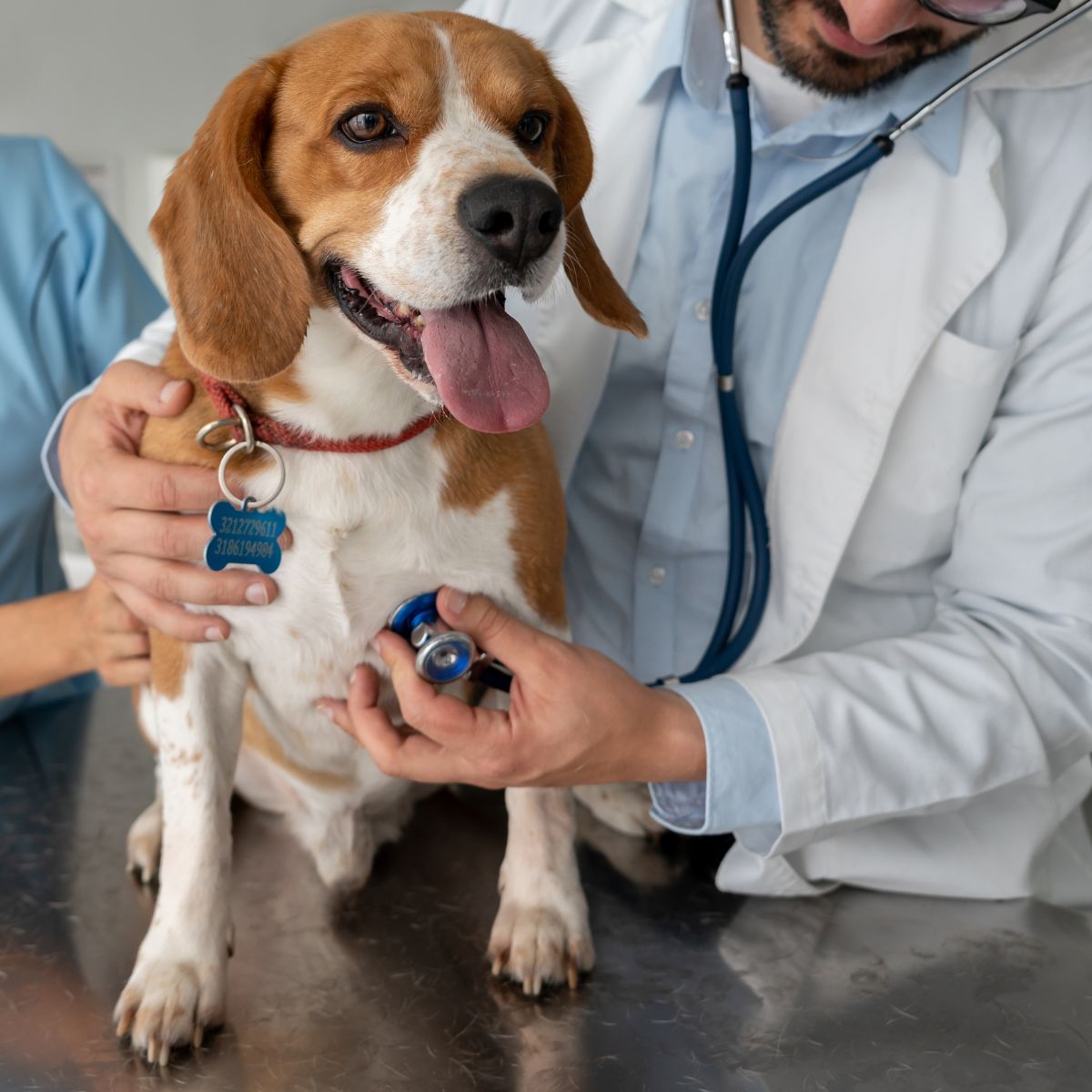 a dog being examined by a vet