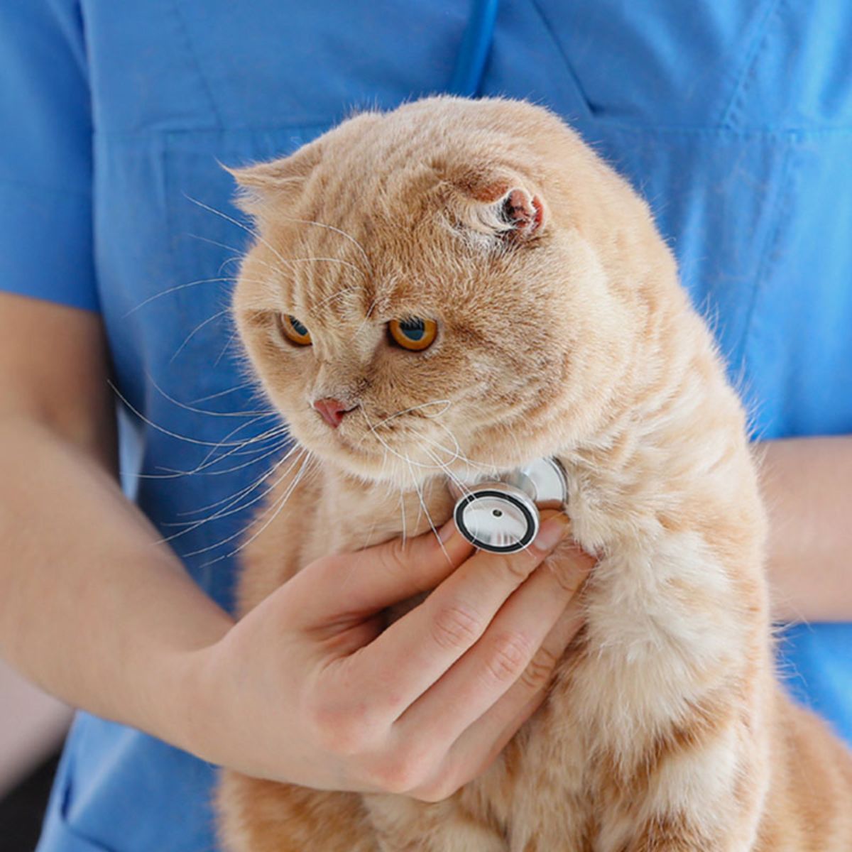 a vet examining a cat with stethoscope