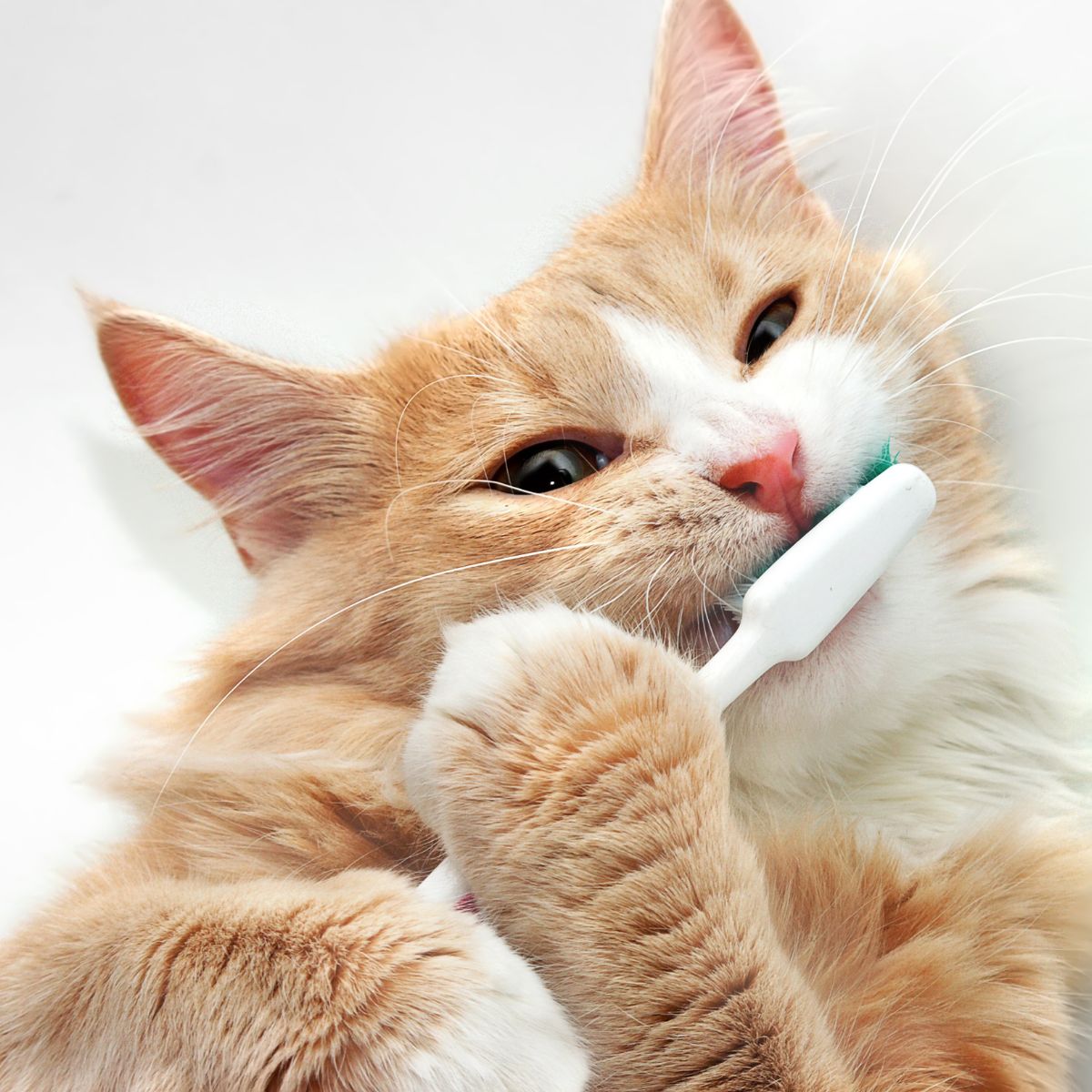 cat chewing on toothbrush<br />
