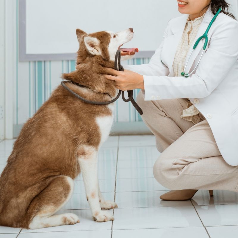 a vet examining a dog's ear