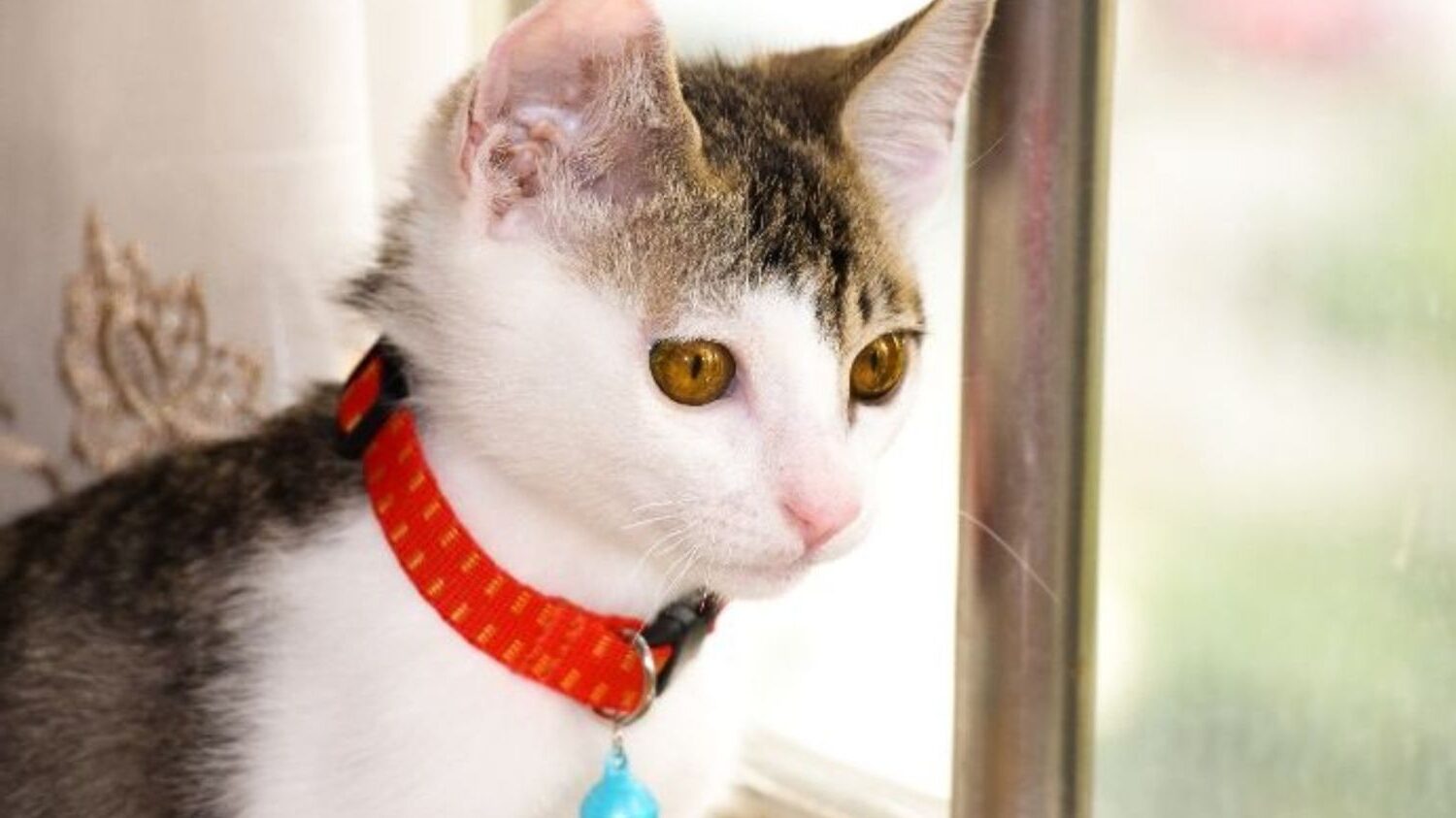 cute kitten in red collar