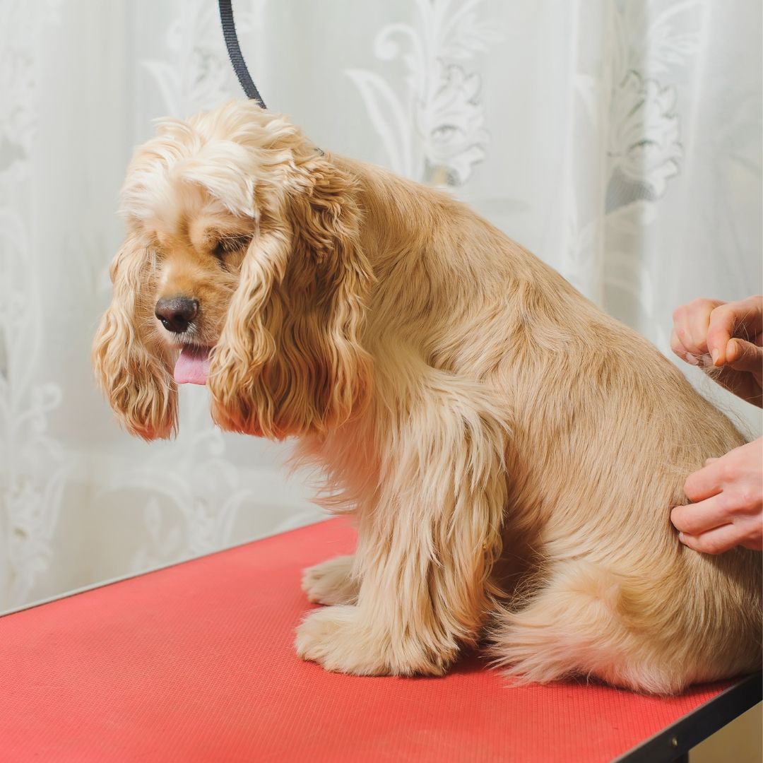 a dog getting hair cut