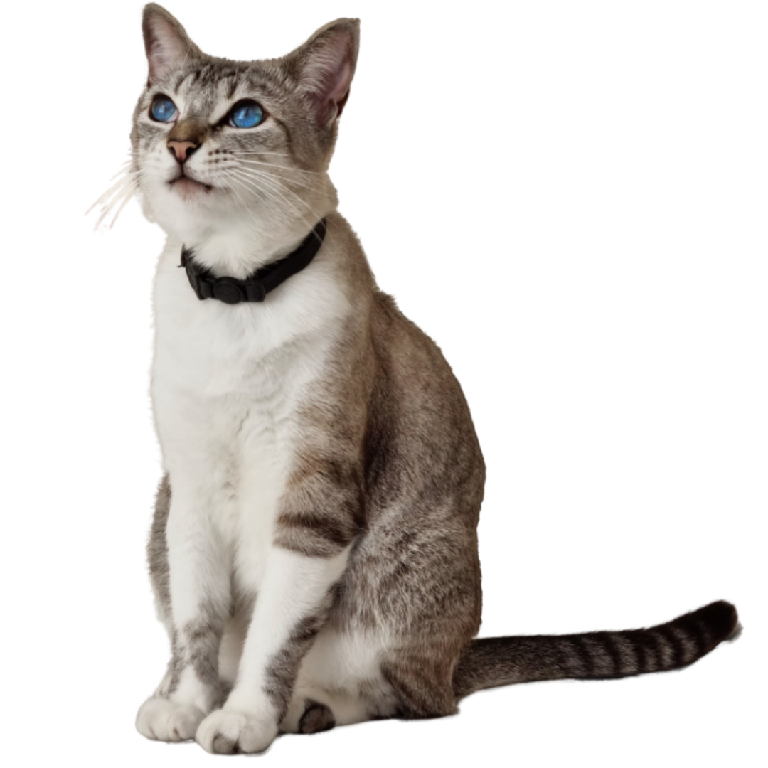 A cat in black collar