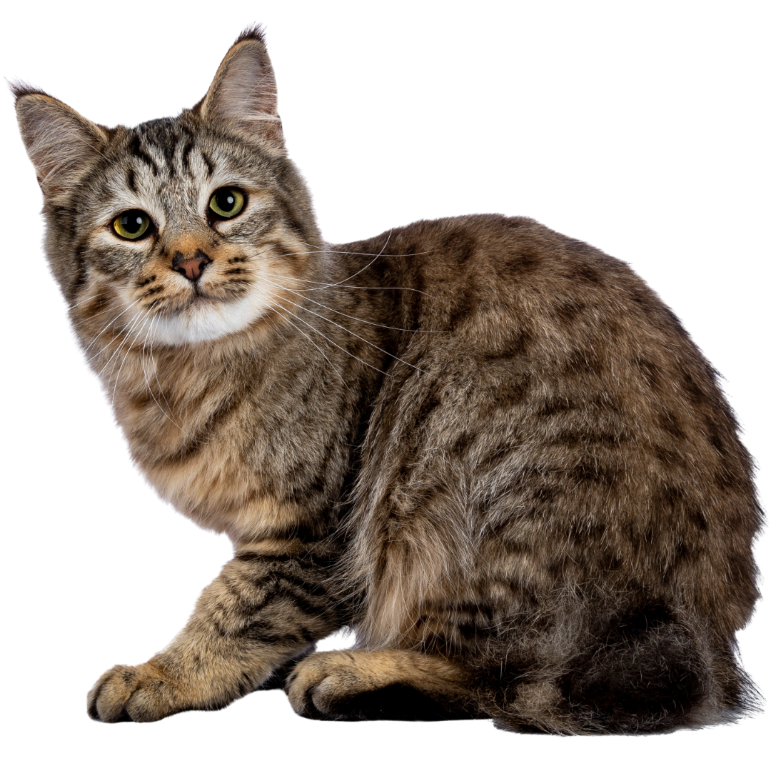 A cat sitting calmly