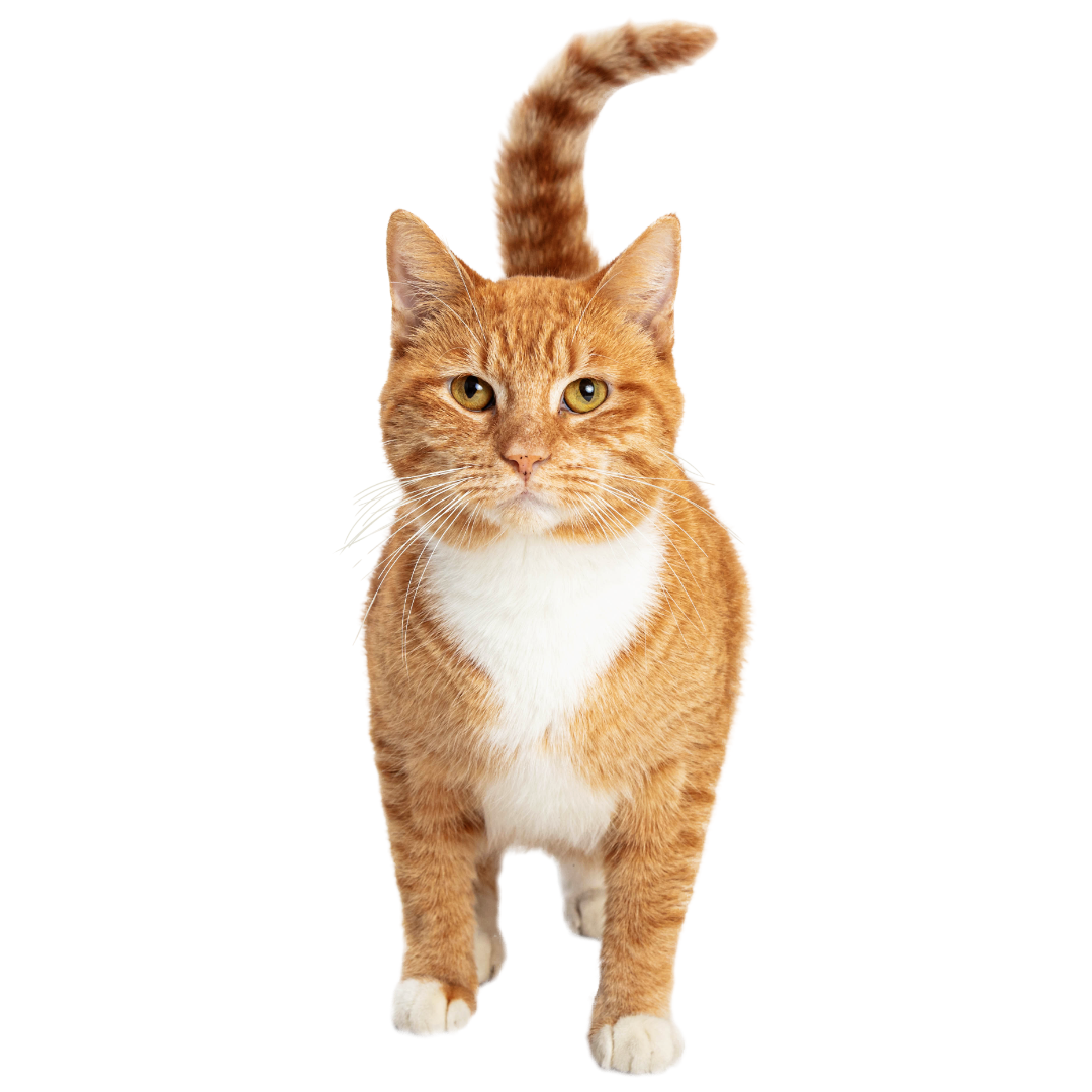 A cat walking on a road