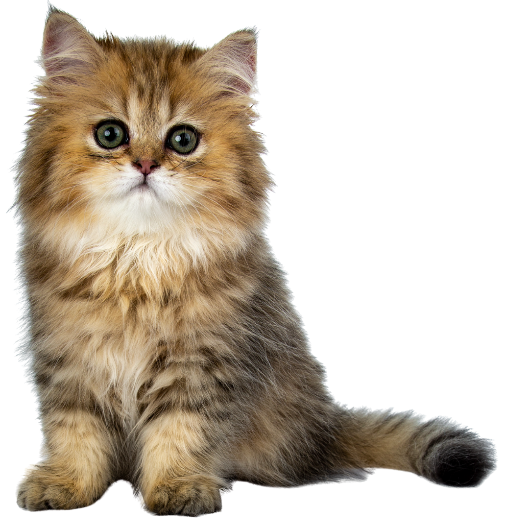 A furry kitten