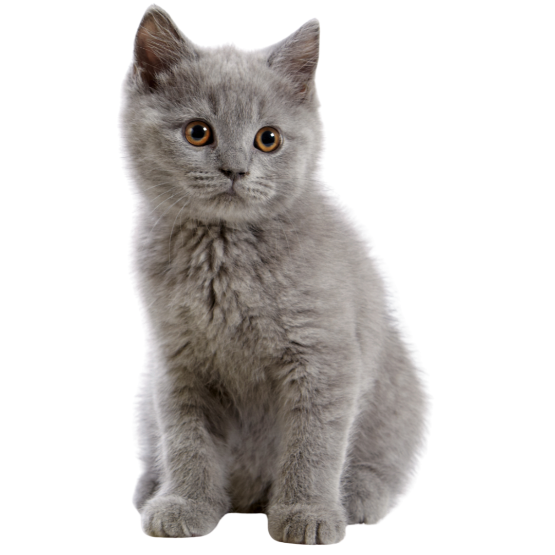 A gray fat kitten