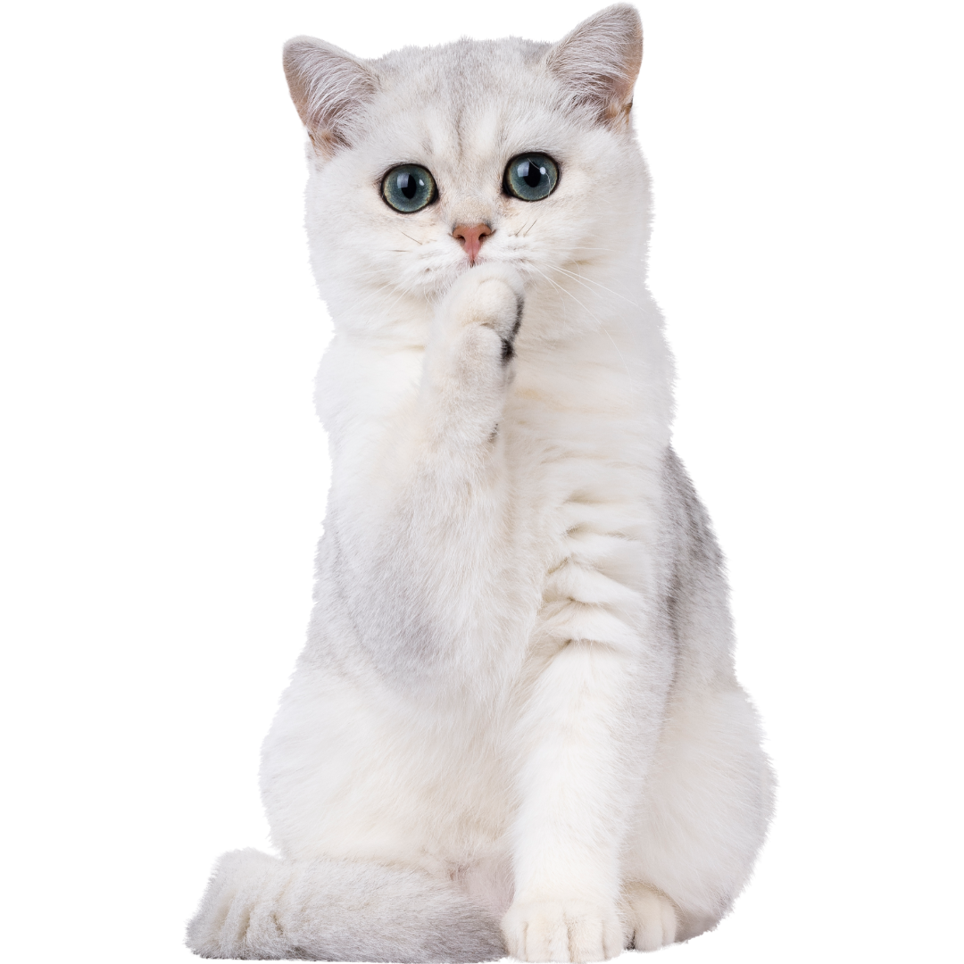 A white cat
