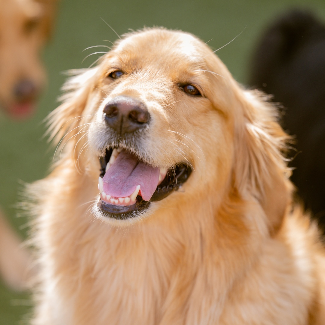 Golden Retriever smiles joyfully Golden Retriever smiles joyfully