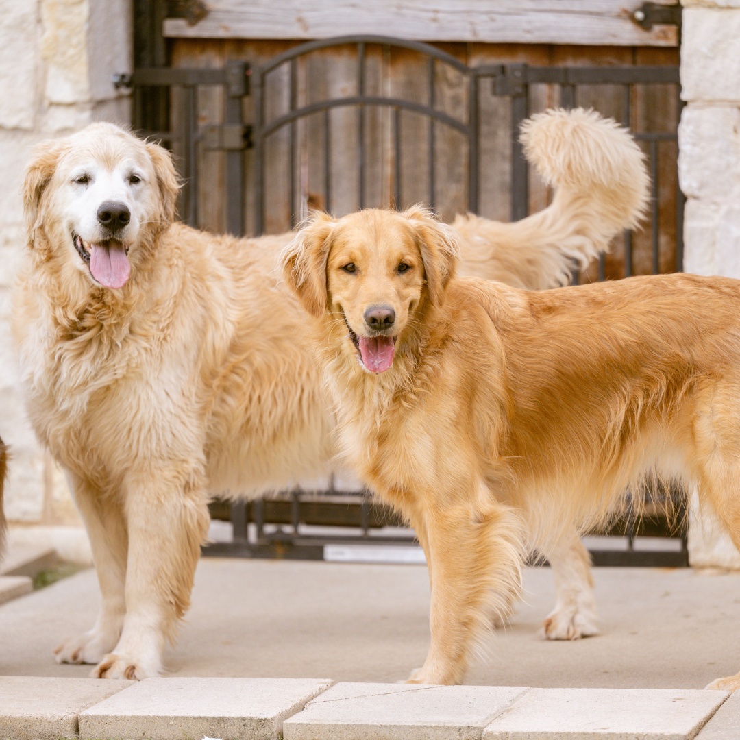 Two Golden Retrievers stand on a patio Two Golden Retrievers stand on a patio