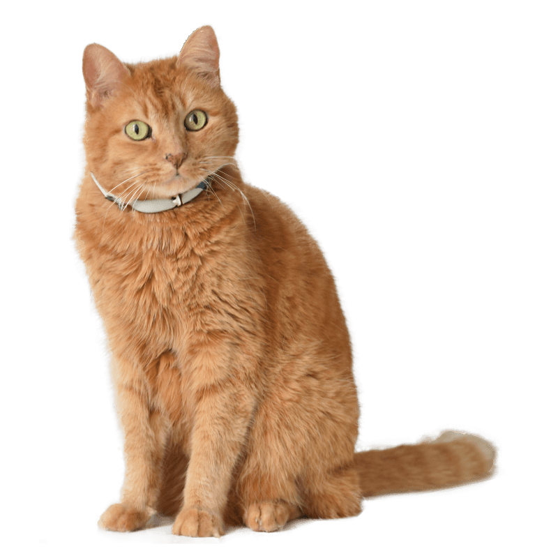 a brown old cat a brown cat