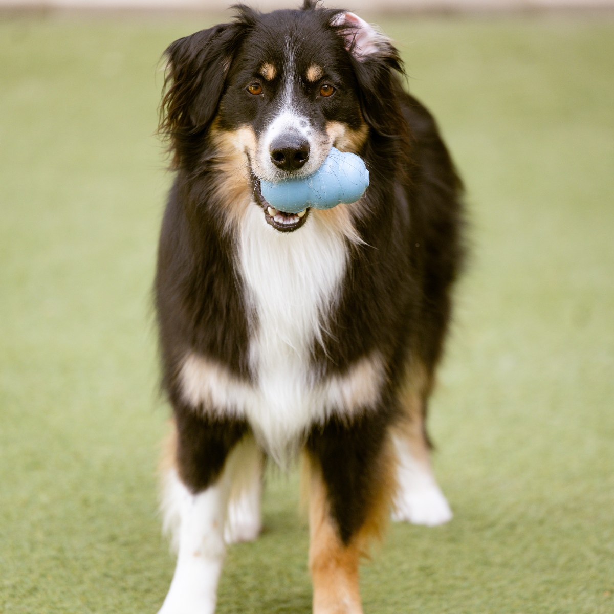 dog holding the Kong